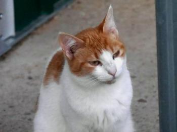 Salomé Bild von Salomé