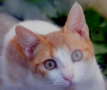 Salomé Bild von Salomé