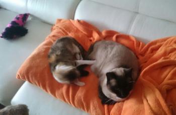 Brida Bild von Brida