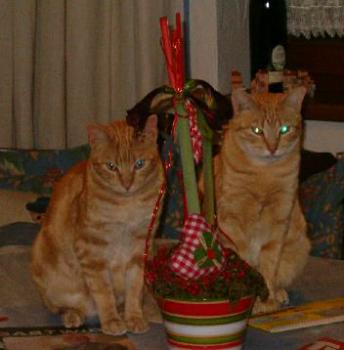 Bonito und Toscano Bild von Sugar