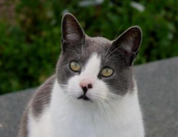 Snoh Bild von Snoh