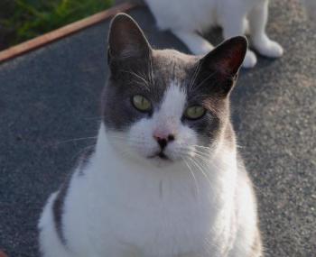 Snoh Bild von Snoh