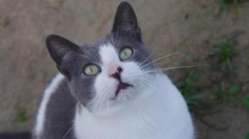 Snoh Bild von Snoh