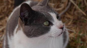 Snoh Bild von Snoh