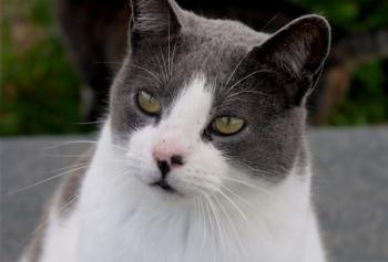 Snoh Bild von Snoh