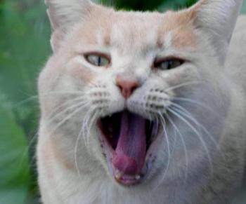 Phan Bild von Phan