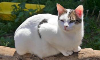 Loui Bild von Loui