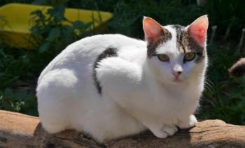 Loui Bild von Loui
