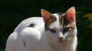 Loui Bild von Loui