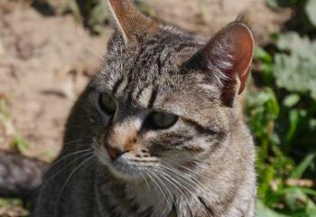 Pichou Bild von Pichou