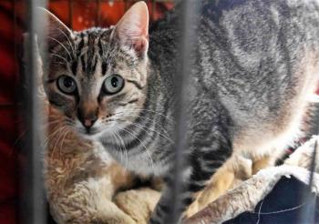 Minou Bild von Minou