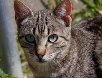 Minou Bild von Minou