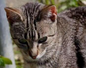 Minou Bild von Minou