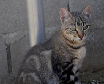 Minou Bild von Minou