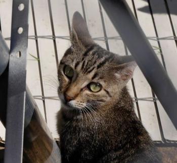 Minou Bild von Minou