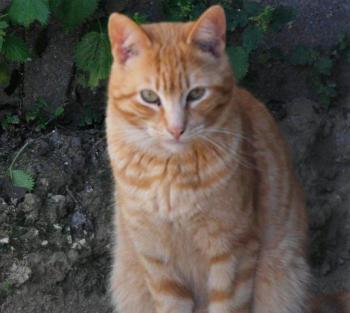 Oneto Bild von Oneto
