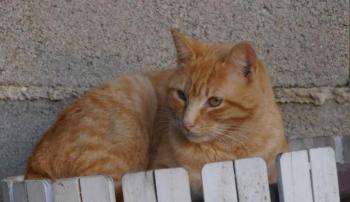 Oneto Bild von Oneto