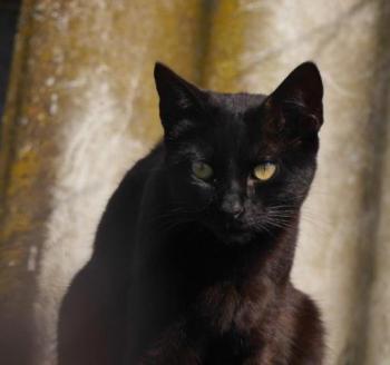 Kokou Bild von Kokou