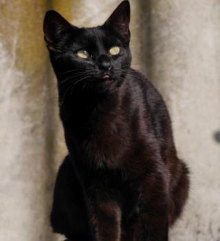 Kokou Bild von Kokou