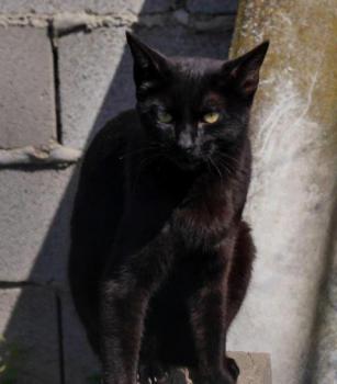 Kokou Bild von Kokou