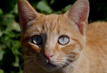 Abush Bild von Abush