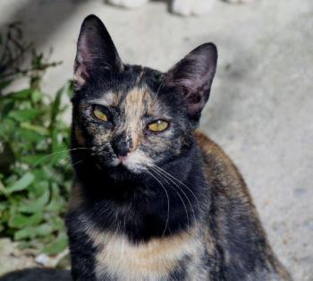 Pepita Bild von Pepita