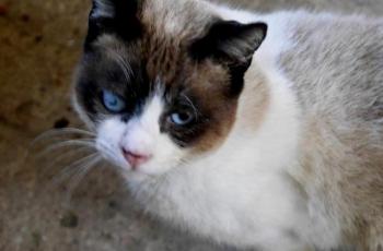 Sumai Bild von Sumai