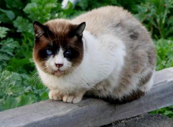Sumai Bild von Sumai