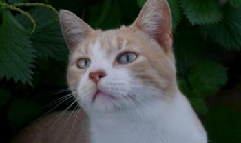 Bastiane Bild von Bastiane