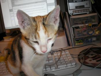 Perri Bild von Perri