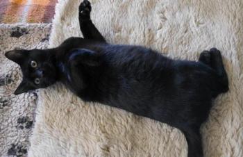 Thabo Bild von Thabo