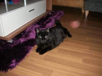 Smara Bild von Smara
