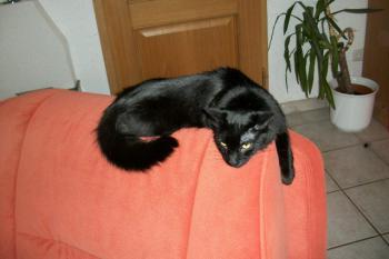 Smara Bild von Smara