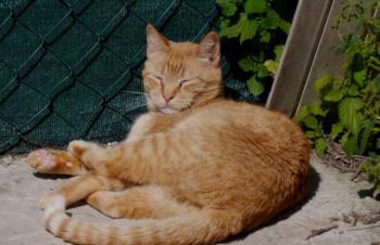 Chimo Bild von Chimo