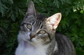 Bild von Ashanti