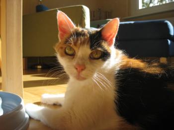 Bild von Trixi