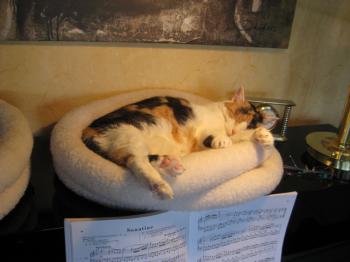 Bild von Trixi