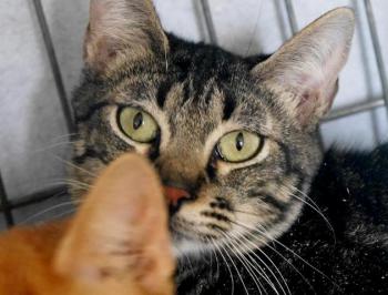 Nicole Bild von Nicole