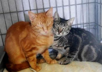 Nicole Bild von Nicole