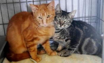 Nicole Bild von Nicole