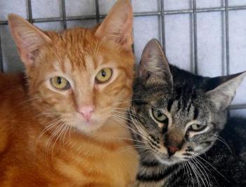 Nicole Bild von Nicole