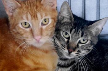 Nicole Bild von Nicole