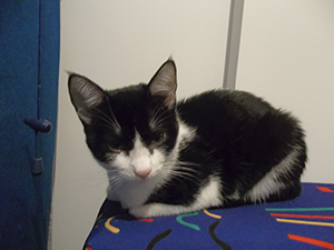 Ashira Bild von Ashira