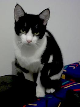 Ashira Bild von Ashira