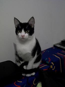 Ashira Bild von Ashira