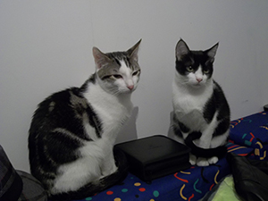 Ashira Bild von Ashira