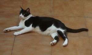 Ashira Bild von Ashira