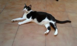 Ashira Bild von Ashira