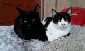 Ashira Bild von Ashira