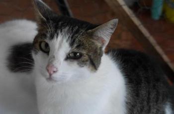 Pequita Bild von Pequita